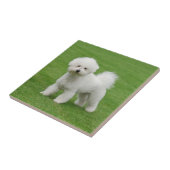 Carreau Bichon Frise (Côté)