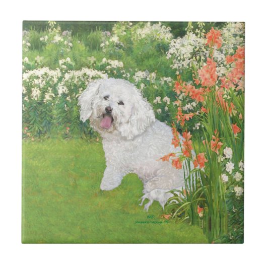 Carreau Bichon Frise Fantaisie Corail (Devant)