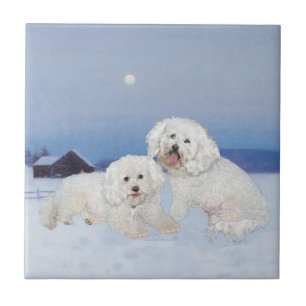 Carreau Bichon Frise Soir de Décembre