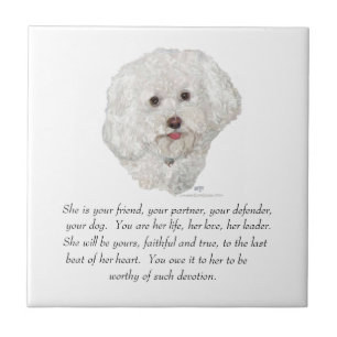 Carreau Bichon Frise Souvenir FEMELLE