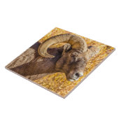 Carreau Big Horn Ram (Côté)