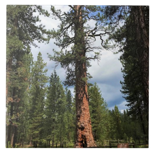 Carreau Big Red Tree, La Pine OU (Devant)
