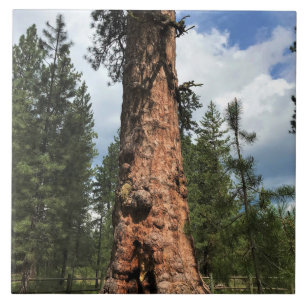 Carreau Big Red Tree, La Pine OU