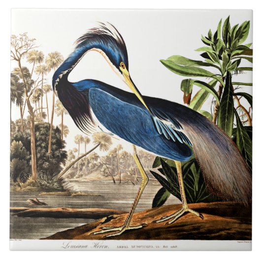 Carreau Bird - Louisiana Heron par John James Audubon (Devant)