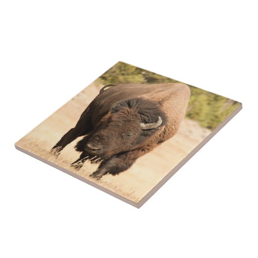 Carreau Bison (Côté)