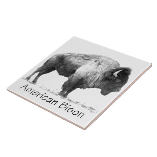 Carreau Bison américain (Côté)