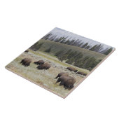 Carreau Bison dans la vallée de Hayden de Yellowstone (Côté)