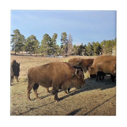 Carreau Bison dans le Colorado (Devant)