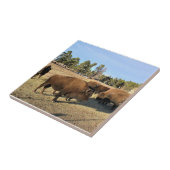 Carreau Bison dans le Colorado (Côté)