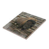 Carreau Bison de bois (Côté)