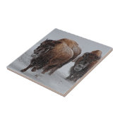 Carreau Bison de Yellowstone (Côté)