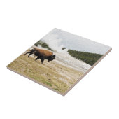 Carreau Bison et vieux fidèle (Côté)