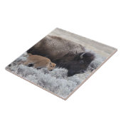 Carreau Bisonne et veau Bison, Yellowstone (Côté)