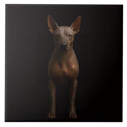 Carreau Black 4 Luxe Tile with Argentine Pila Dog (Devant)