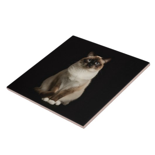 Carreau Black 4 Luxe Tile with Birmanese Cat (Côté)