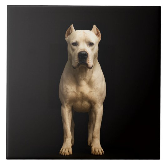 Carreau Black 4 Luxe Tile with Bold Dogo Argentino (Devant)