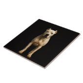 Carreau Black 4 Luxe Tile with Bold Dogo Argentino (Côté)