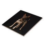 Carreau Black 4 Luxe Tile with Hairless Terrier Dog (Côté)