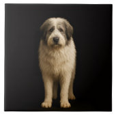 Carreau Black 4 Luxe Tile with Mioritic Shepherd (Devant)