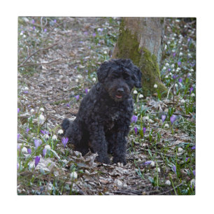 Carreau Black Anglais Springer Spaniel