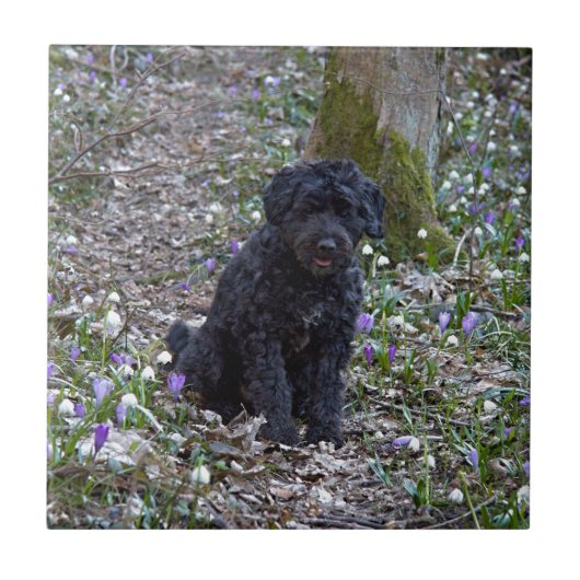 Carreau Black Anglais Springer Spaniel (Devant)