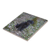 Carreau Black Anglais Springer Spaniel (Côté)