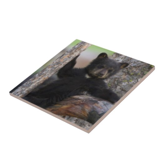 Carreau Black Bears Cub Lounge (Côté)