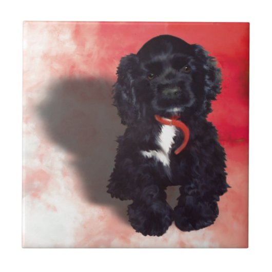 Carreau Black Cocker Spaniel Puppy - Abby (Devant)