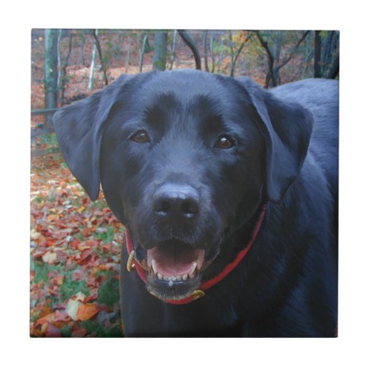 Carreau Black Lab peinture fine d'art de chasser le chien (Devant)
