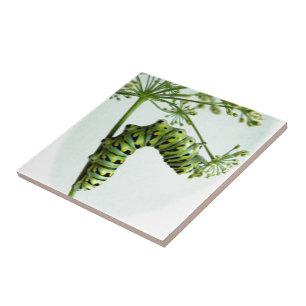 Carreau Black Swallowtail Caterpillar mangeant du persil