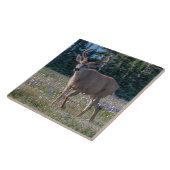 Carreau Blacktail Deer Buck | Parc national olympique (Côté)