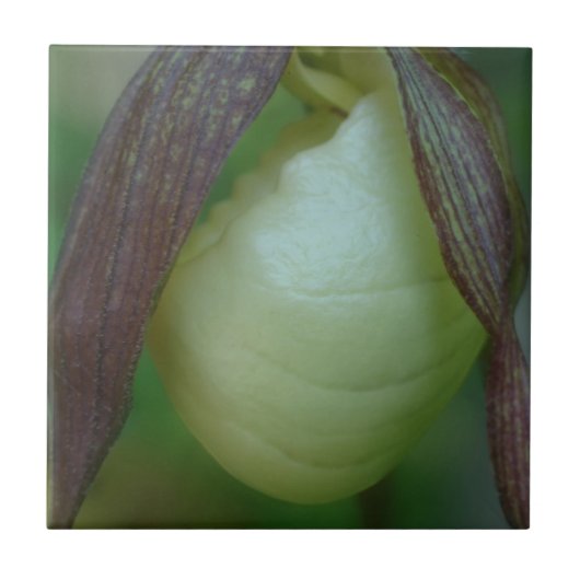 Carreau Blanc Lady Slipper Orchidée Fleur Nature (Devant)