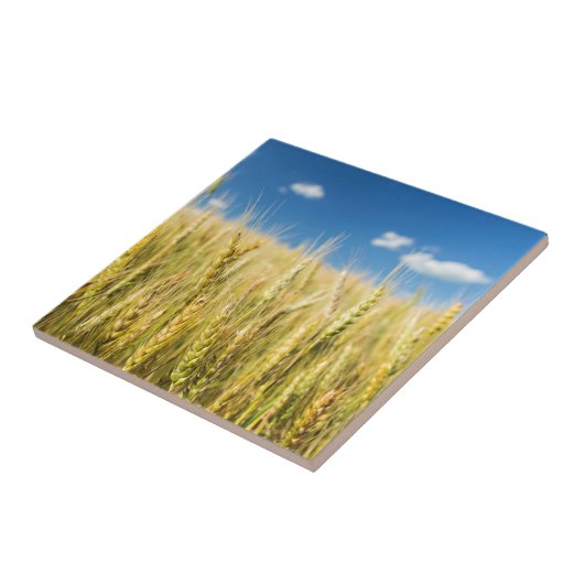 Carreau Blé du Kansas (Côté)