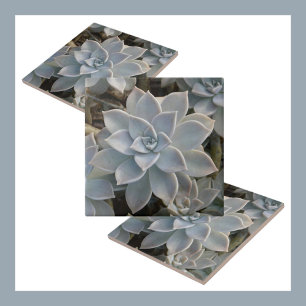 Carreau Bleu argenté Succulents Botanique naturel