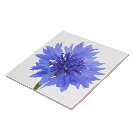 Carreau bleu cornophile (Côté)