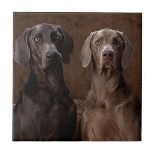 Carreau Bleu et Teyla le Weimaraners