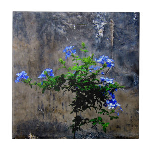 Carreau Bleu Plumbago