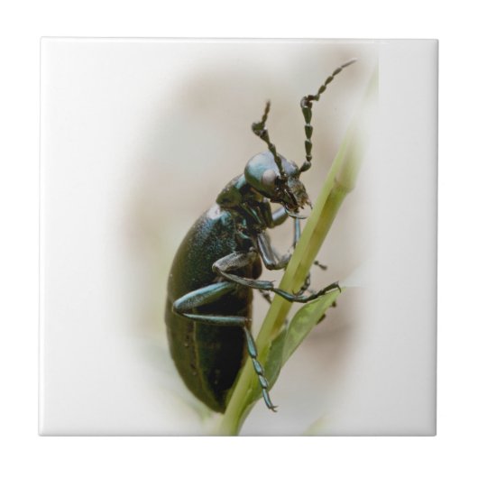 Carreau Blister Beetle - Meloidae (Devant)