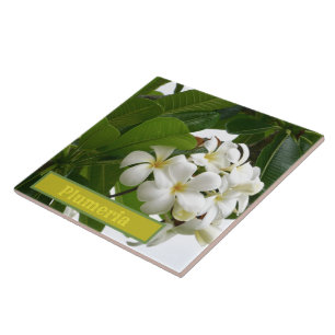 CARREAU BLOSANS PLUMÉRIA BLANC DE LAIT AVEC FOLIAGE VERT