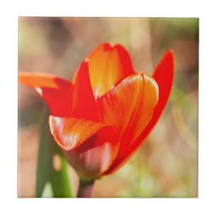 Carreau Blossom de la tulipe rouge