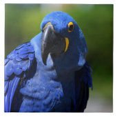 Carreau Blue Hyacinth Macaw (Devant)
