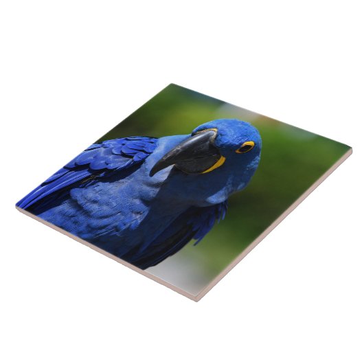 Carreau Blue Hyacinth Macaw (Côté)