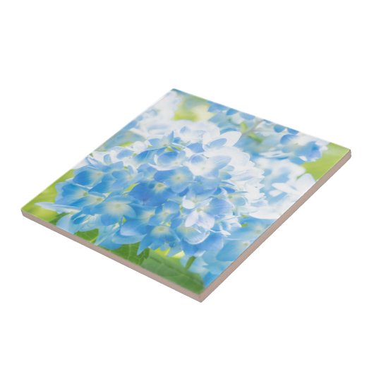 Carreau Blue Hydrangea (Côté)