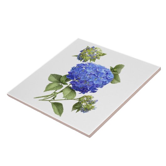 Carreau Blue Hydrangea Flower Botanical Art (Côté)