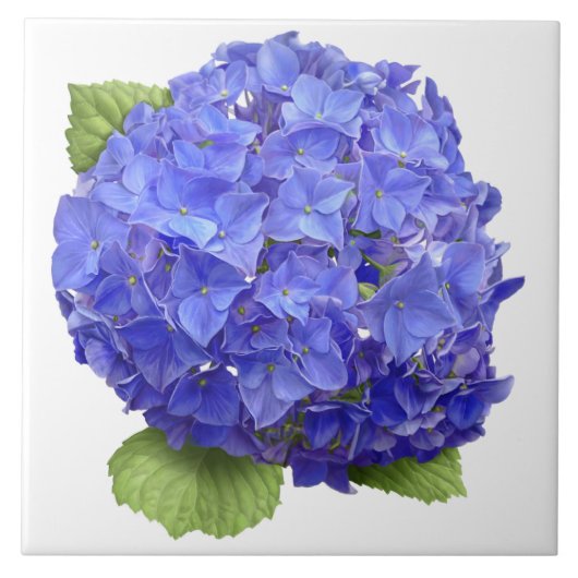 Carreau Blue Hydrangea Flower Botanical Art (Devant)