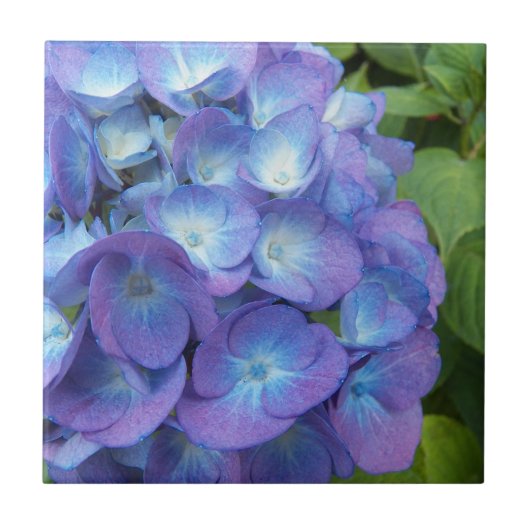 Carreau Blue Hydrangea Petals Floral (Devant)