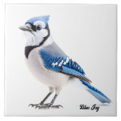 Carreau Blue Jay (Devant)