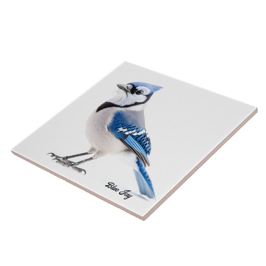 Carreau Blue Jay (Côté)