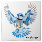 Carreau Blue Jay en vol (Devant)