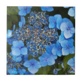 Carreau Blue Lacecap Hydrangea Floral (Devant)